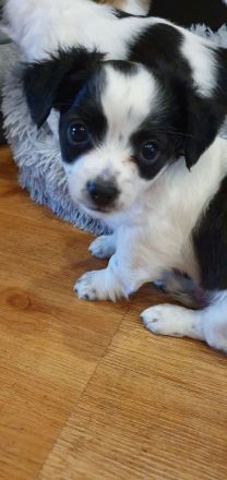 Chihuahua Welpen langhaar