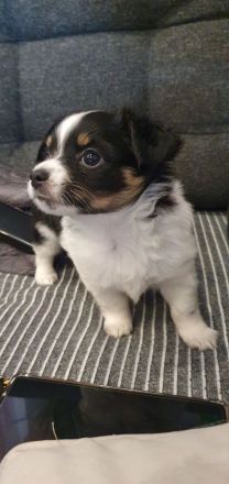 Chihuahua Welpen langhaar