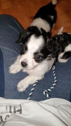 Chihuahua Welpen langhaar