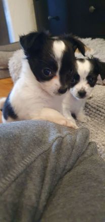 Chihuahua Welpen langhaar