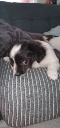 Chihuahua Welpen langhaar