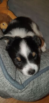 Chihuahua Welpen langhaar