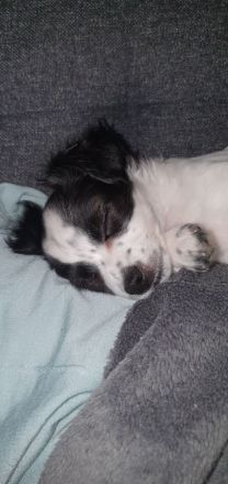 Chihuahua Welpen langhaar