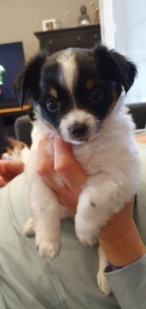 Chihuahua Welpen langhaar