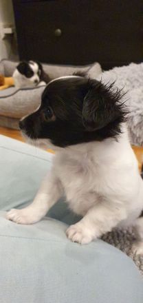 Chihuahua Welpen langhaar