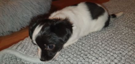 Chihuahua Welpen langhaar