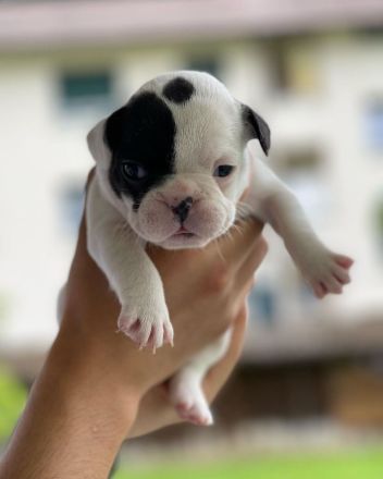 Französische Bulldogge Welpen