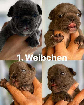 Französische Bulldogge Welpen