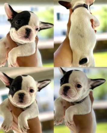Französische Bulldogge Welpen
