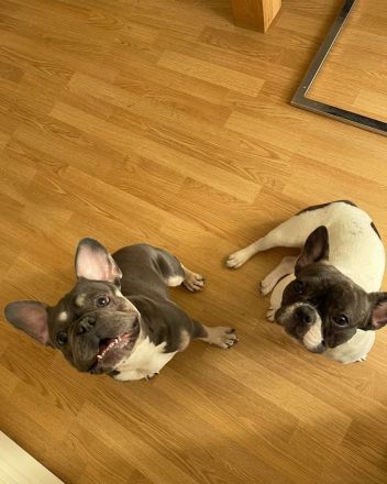 Französische Bulldogge Welpen