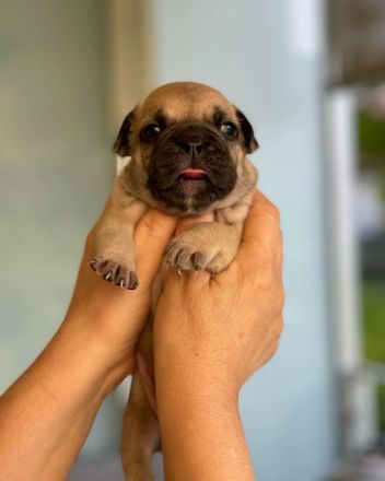 Französische Bulldogge Welpen