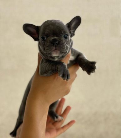 Französische Bulldogge Welpen