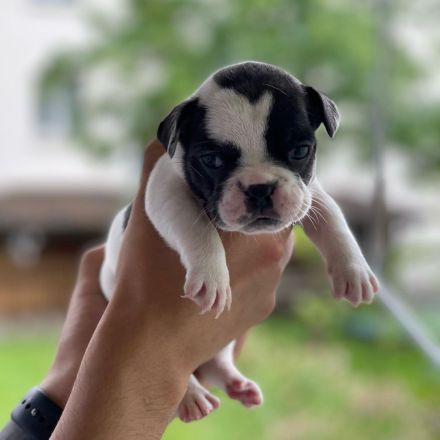 Französische Bulldogge Welpen