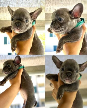 Französische Bulldogge Welpen