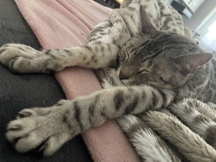 Bengalkatzen, 2 Männchen, Geschwister nur zu 2 abzugeben