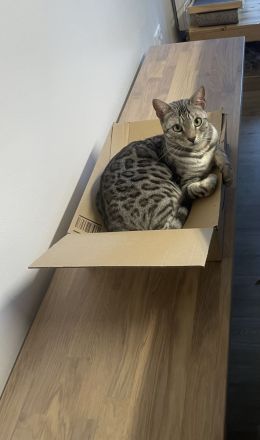 Bengalkatzen, 2 Männchen, Geschwister nur zu 2 abzugeben