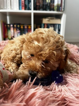 Zwerg/Toypudel Welpen