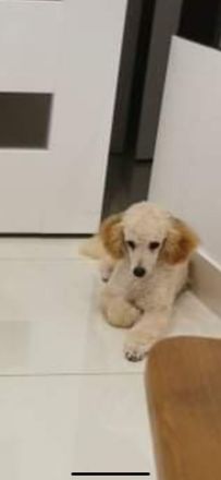 Zwerg/Toypudel Welpen