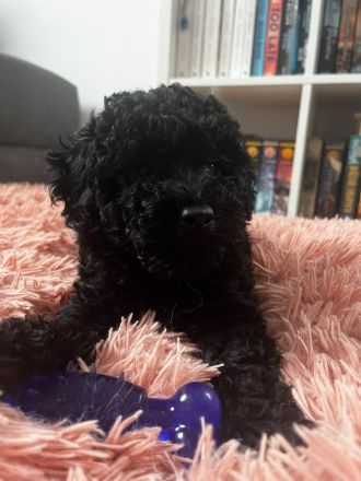 Zwerg/Toypudel Welpen