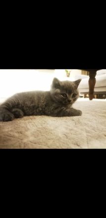 BKH Kitten 7 w. mit Mama und viel Zubehör