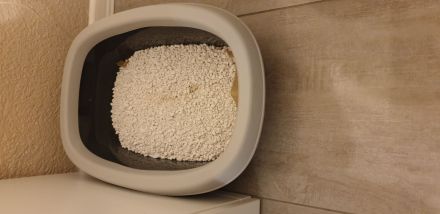 BKH Kitten 7 w. mit Mama und viel Zubehör