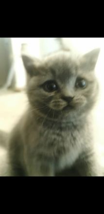 BKH Kitten 7 w. mit Mama und viel Zubehör