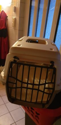 BKH Kitten 7 w. mit Mama und viel Zubehör