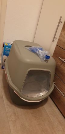 BKH Kitten 7 w. mit Mama und viel Zubehör