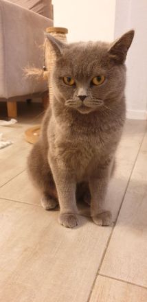 BKH Kitten 7 w. mit Mama und viel Zubehör