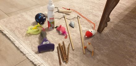 BKH Kitten 7 w. mit Mama und viel Zubehör