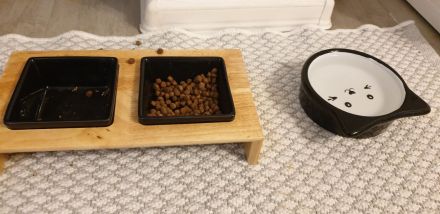 BKH Kitten 7 w. mit Mama und viel Zubehör