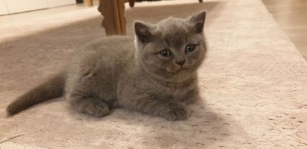 BKH Kitten 7 w. mit Mama und viel Zubehör