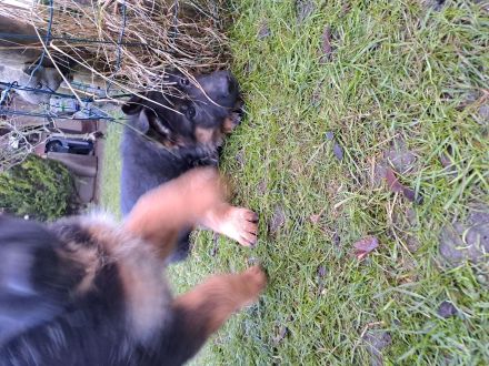 Deutsche Schäferhunde