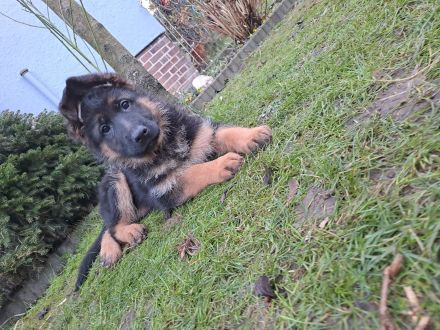 Deutsche Schäferhunde