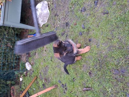 Deutsche Schäferhunde