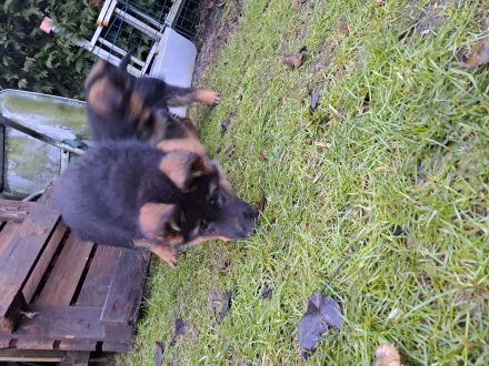 Deutsche Schäferhunde