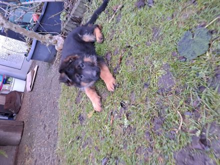 Deutsche Schäferhunde