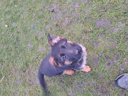 Deutsche Schäferhunde