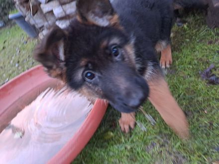 Deutsche Schäferhunde