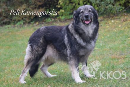 Karst-Schäferhunde Welpen