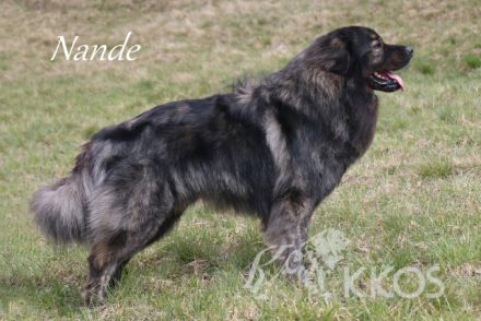 Karst-Schäferhunde Welpen