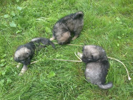 Karst-Schäferhunde Welpen