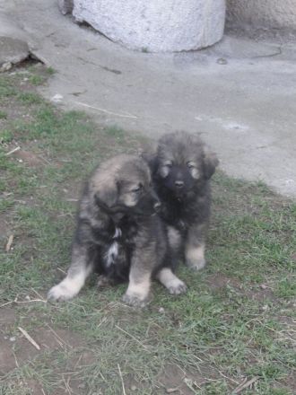 Karst-Schäferhunde Welpen