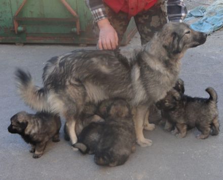 Karst-Schäferhunde Welpen