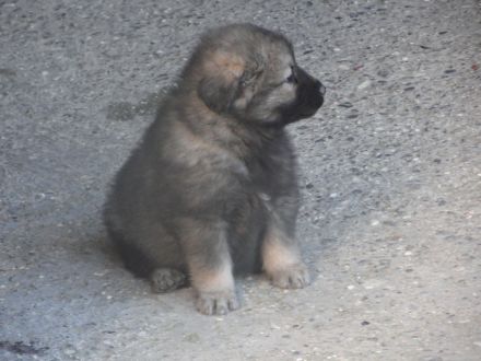 Karst-Schäferhunde Welpen