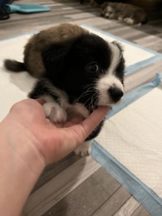 Corgi/ Toy Pudel Welpen