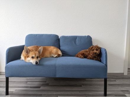 Corgi/ Toy Pudel Welpen