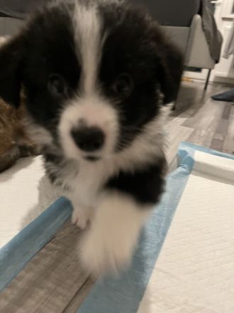 Corgi/ Toy Pudel Welpen