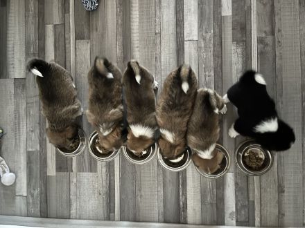 Corgi/ Toy Pudel Welpen