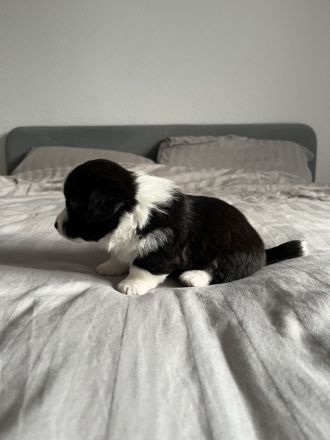 Corgi/ Toy Pudel Welpen